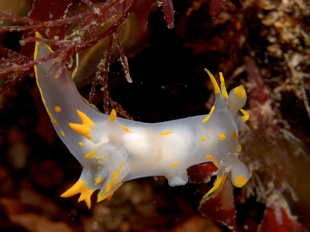 Image of Polycera faeroensis Lemche 1929