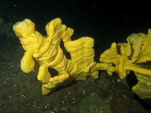Image of Cloud sponge