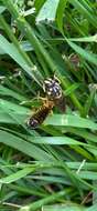 Image of Sphecomyia vittata (Wiedemann 1830)