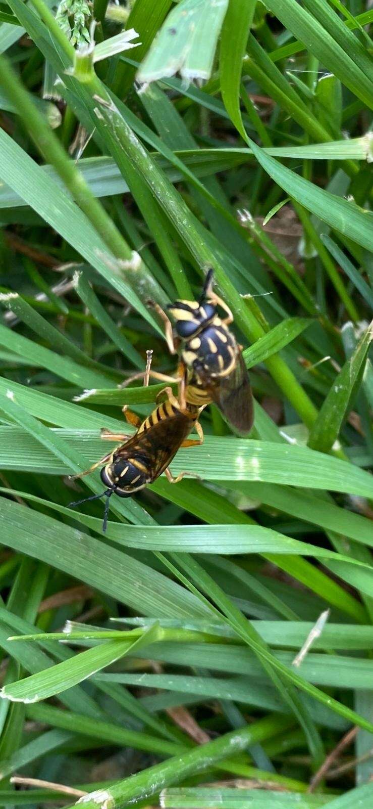 Sivun Sphecomyia vittata (Wiedemann 1830) kuva