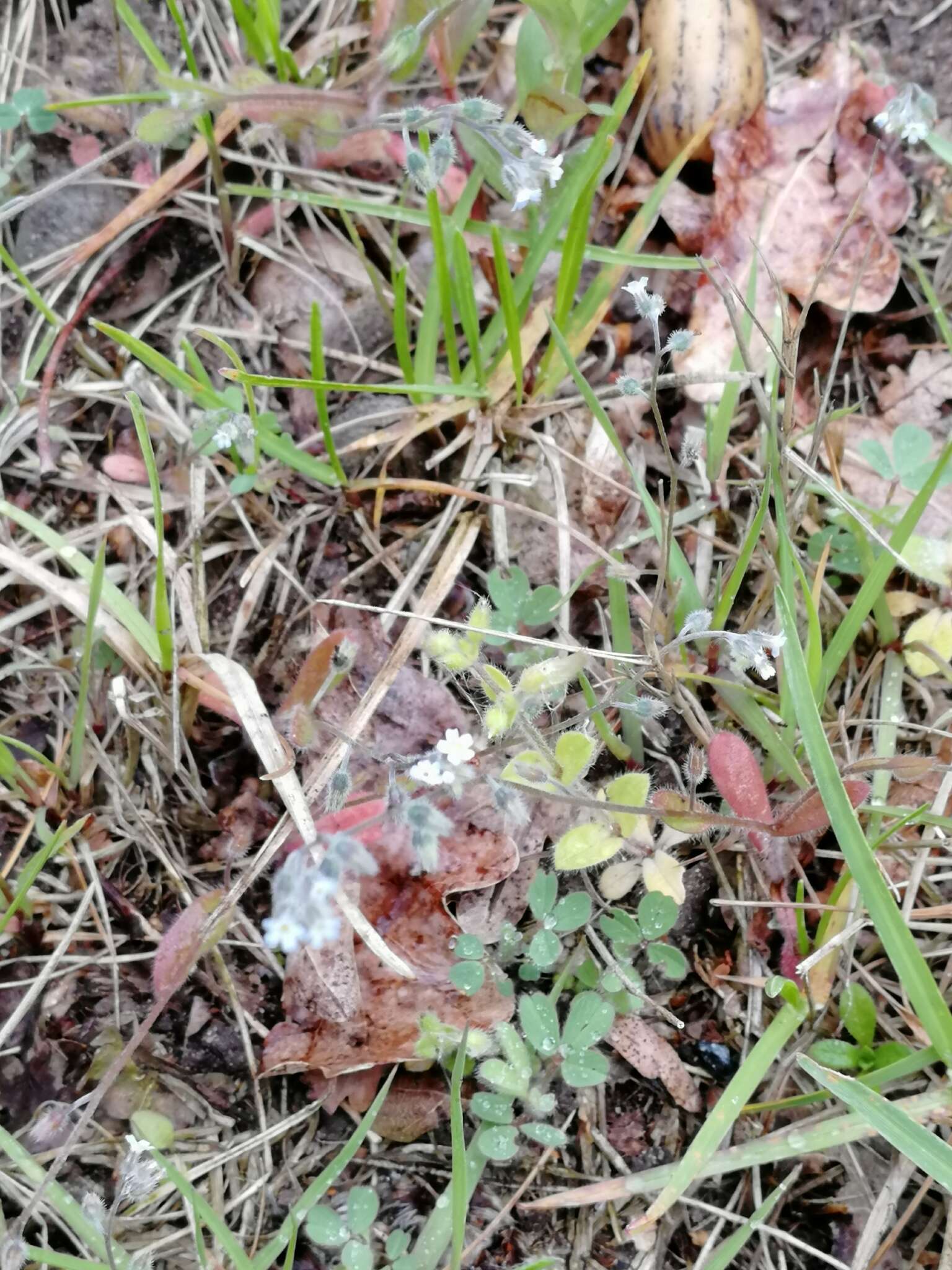 Image of Myosotis ramosissima subsp. ramosissima