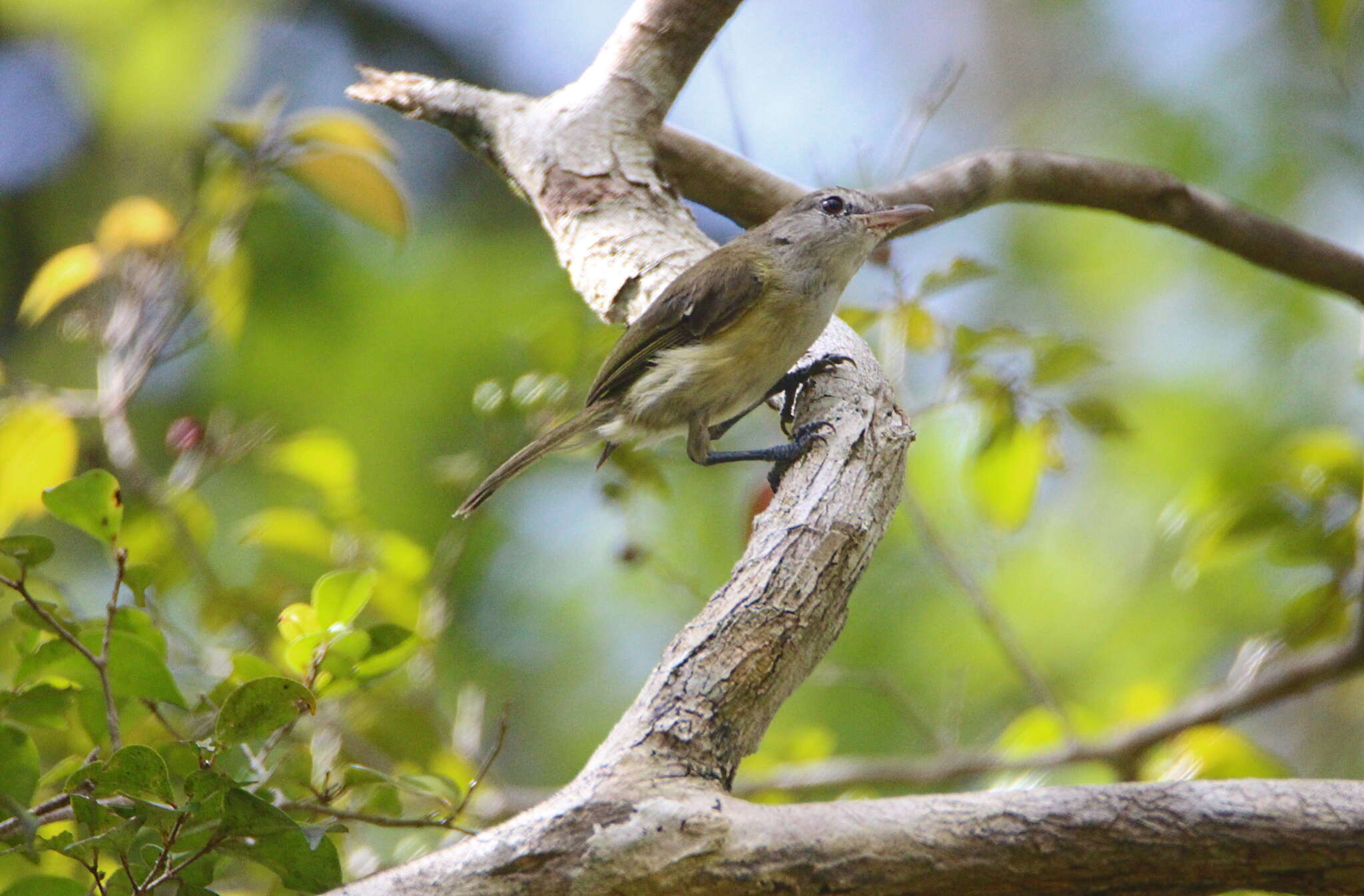 Sivun Puertoriconvireo kuva