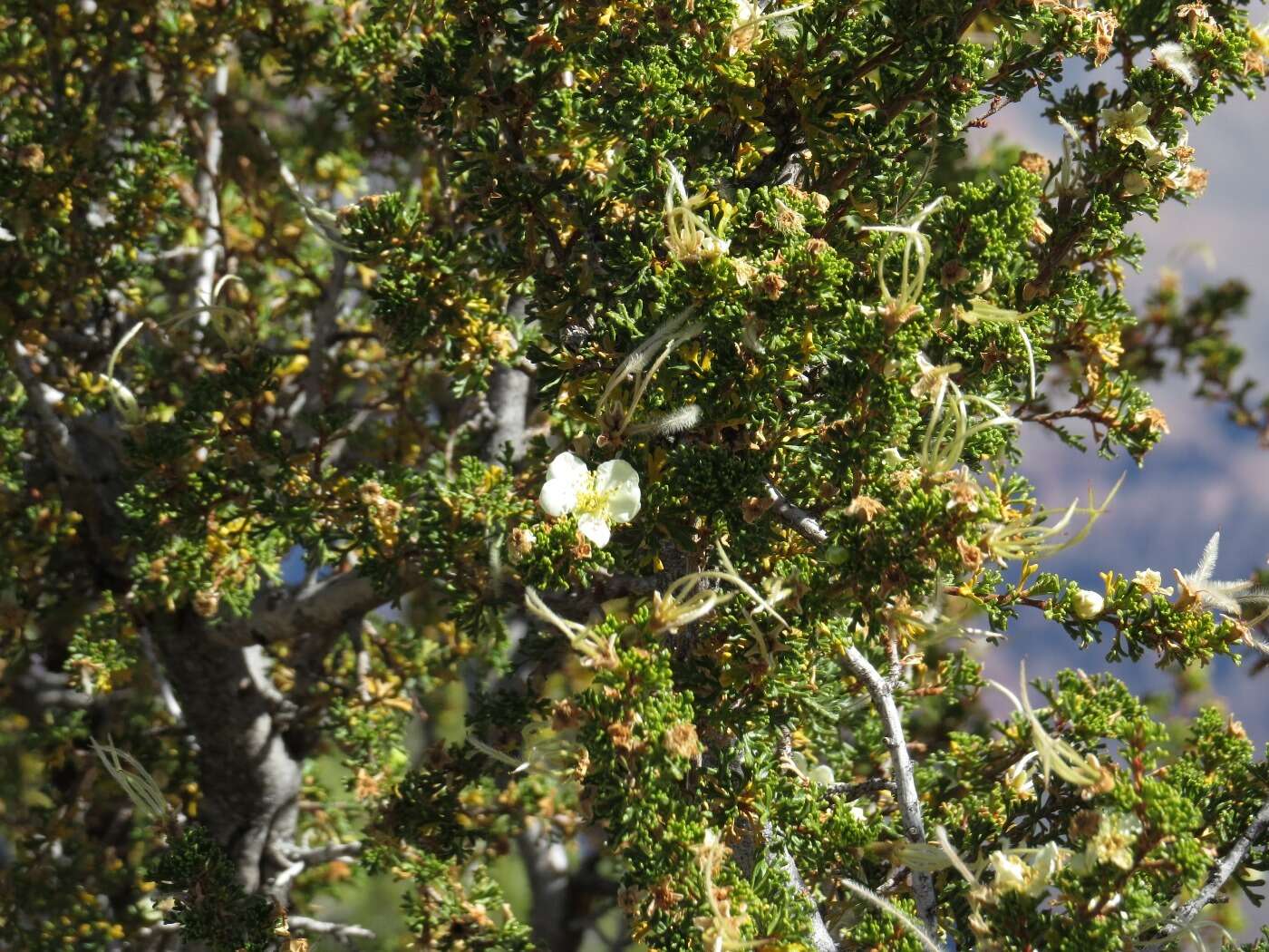 Image of Stansbury cliffrose