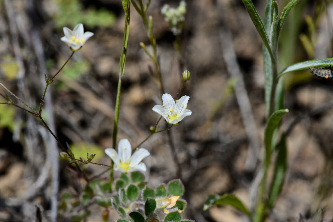 Imagem de Sabulina douglasii (Fenzl ex Torr. & A. Gray) Dillenb. & Kadereit