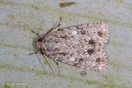 Image of Acronicta pruinosa Guenée 1852