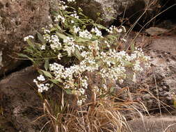 صورة Ageratina riparia (Regel) R. King & H. Rob.