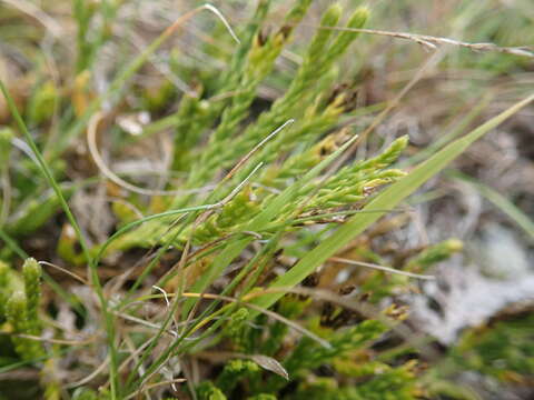 Image of savinleaf groundpine