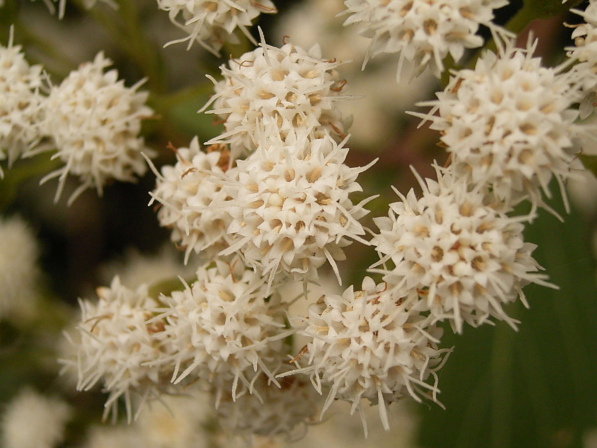 صورة Ageratina riparia (Regel) R. King & H. Rob.