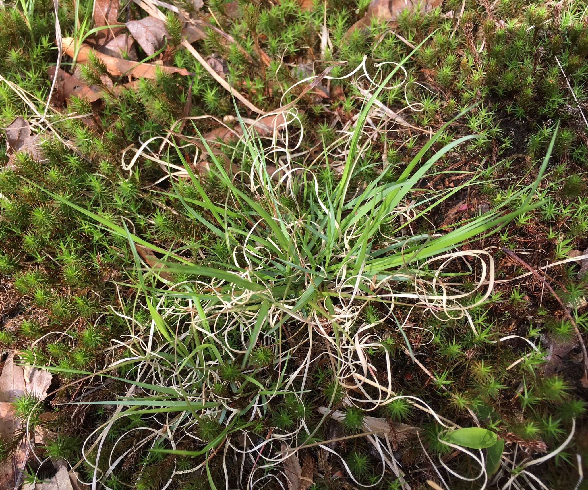 Image of poverty oatgrass