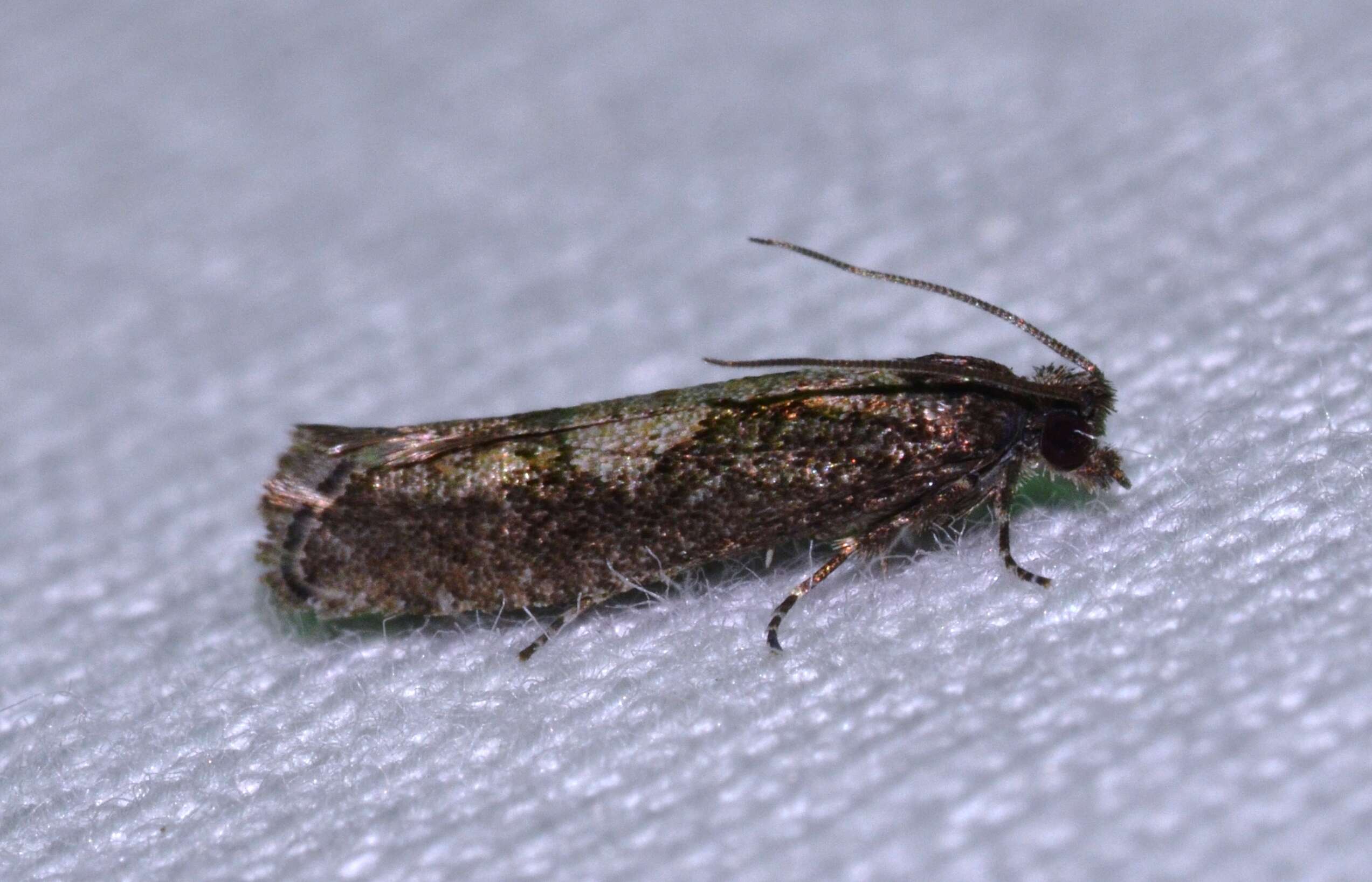 Image of Epinotia vertumnana Zeller 1875