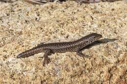 Image of Spotted Skink