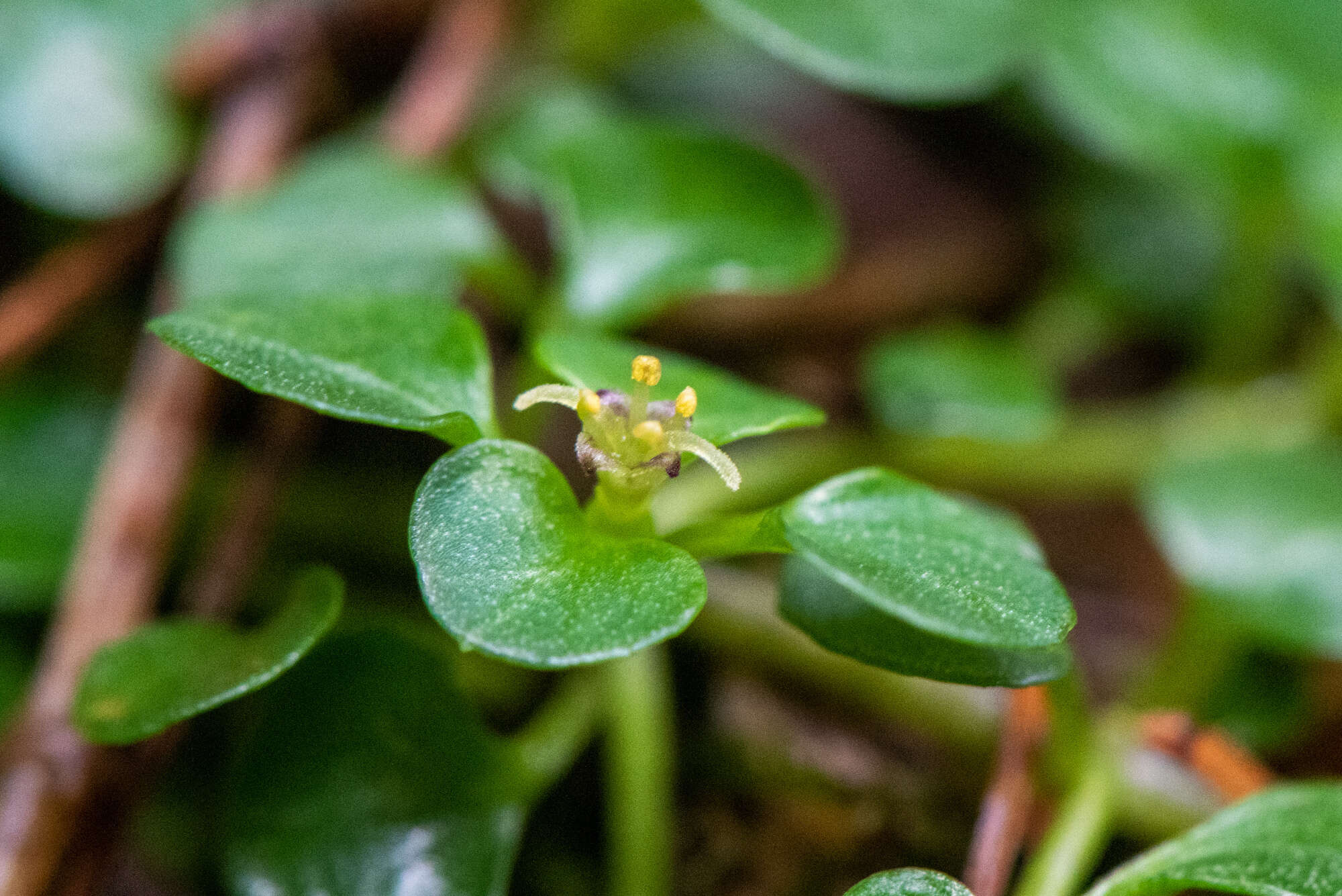 Image of Nertera nigricarpa Hayata