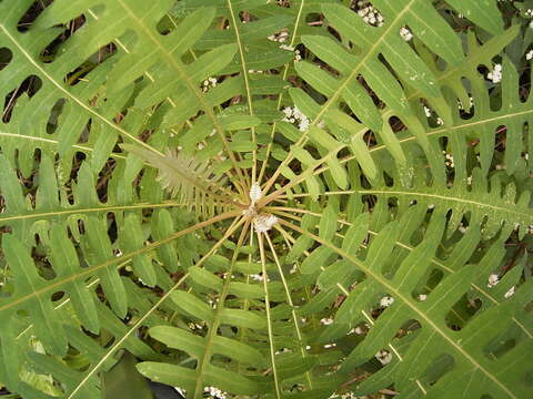 Imagem de Sonchus palmensis (Sch. Bip.) Boulos