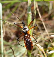 Cosmolestes pictus (Klug 1830) resmi