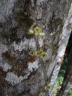 Image of Pera arborea Mutis