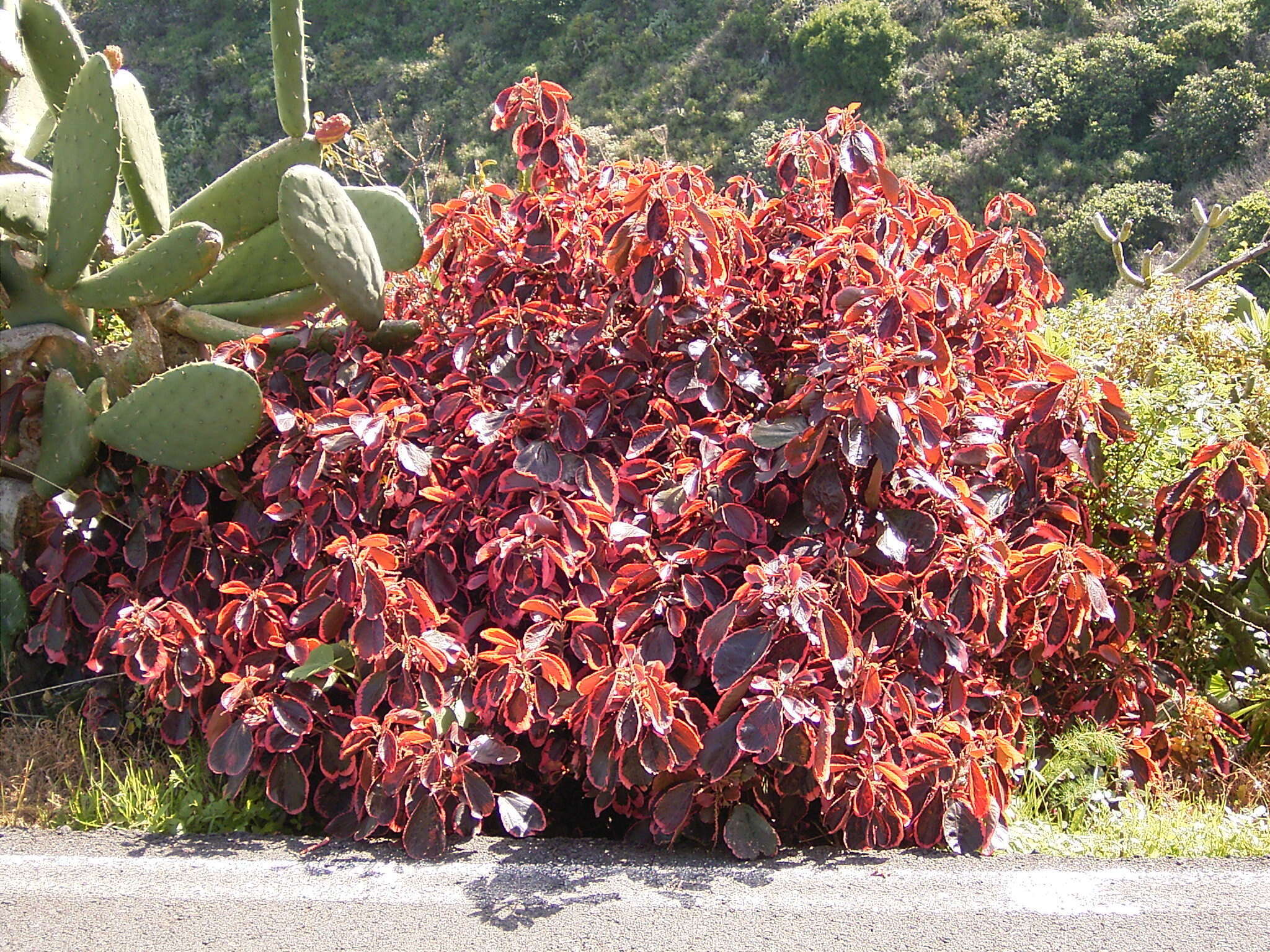 Image de Acalypha wilkesiana Müll. Arg.