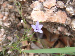 Image of basin bellflower