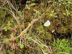 Image of Allium roseum L.