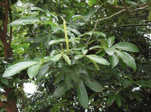 Image of Guiana-chestnut