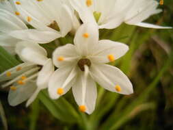 Image of Allium roseum L.