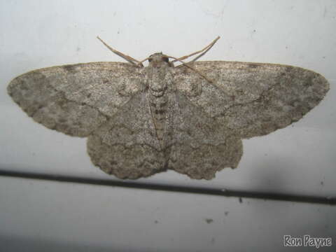 Image of The Small Engrailed