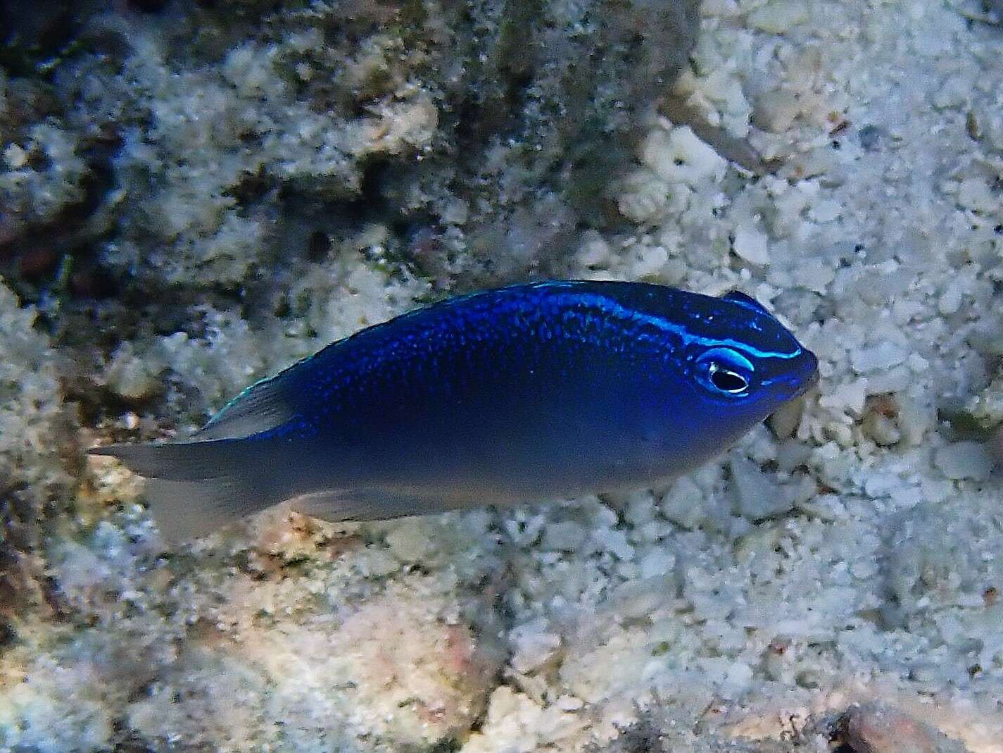 Image of Blue damsel