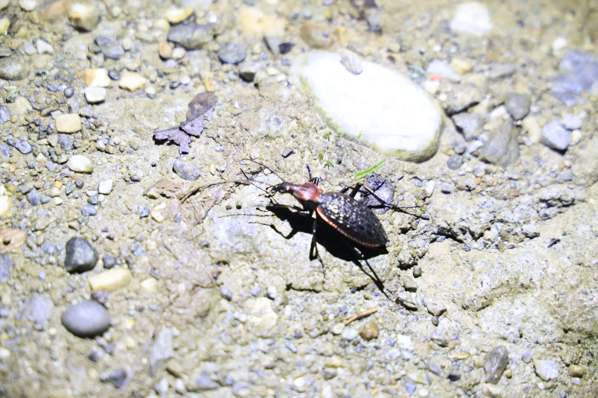 Image of Carabus (Coptolabrus) nankotaizanus Kano 1932