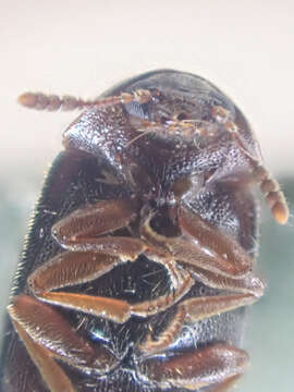 Слика од Tetratoma (Incolia) concolor Le Conte 1879