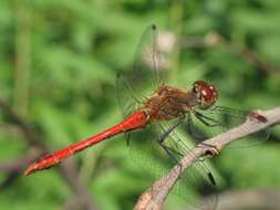 Image of Ruddy Darter