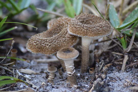 Image of Lentinus crinitus (L.) Fr. 1825