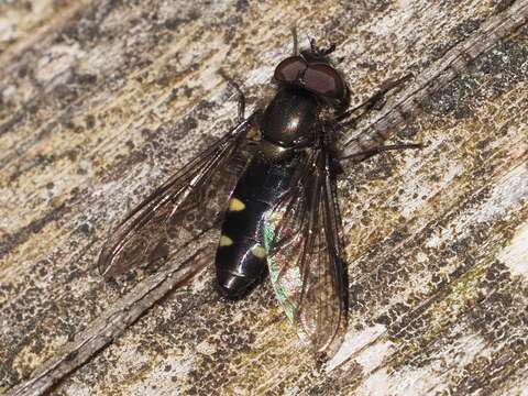 Image of Melangyna quadrimaculata (Verrall 1873)