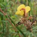 Sivun Almaleea subumbellata (Hook.) Crisp & P. H. Weston kuva