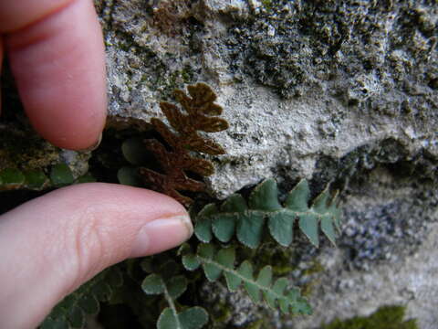 Image of Asplenium ceterach subsp. ceterach