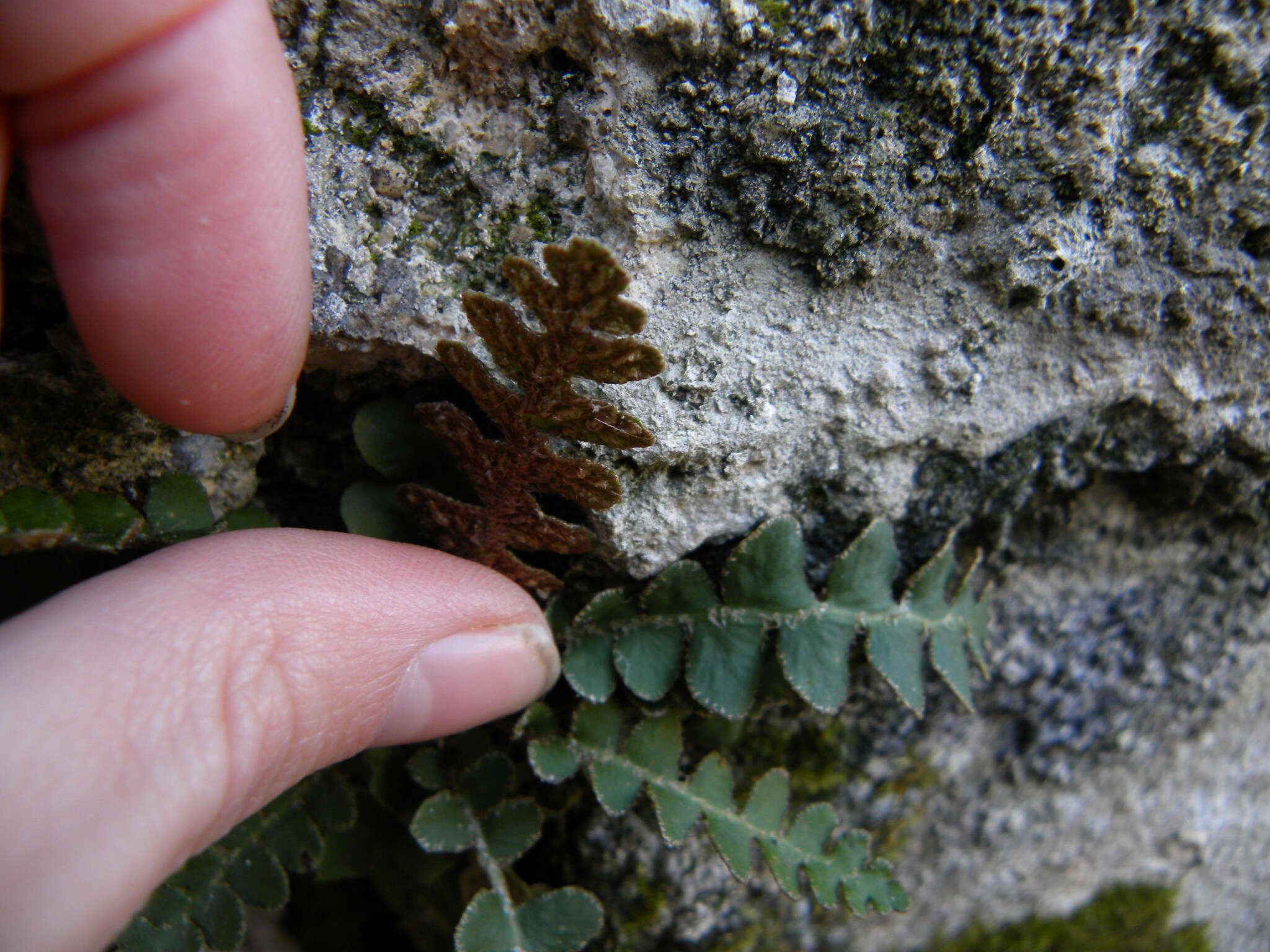 Plancia ëd Asplenium ceterach subsp. ceterach