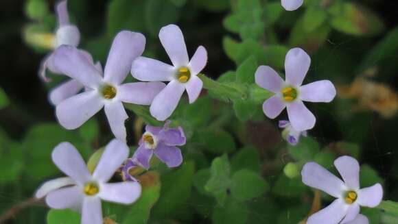 Image of Sutera campanulata (Benth.) O. Kuntze