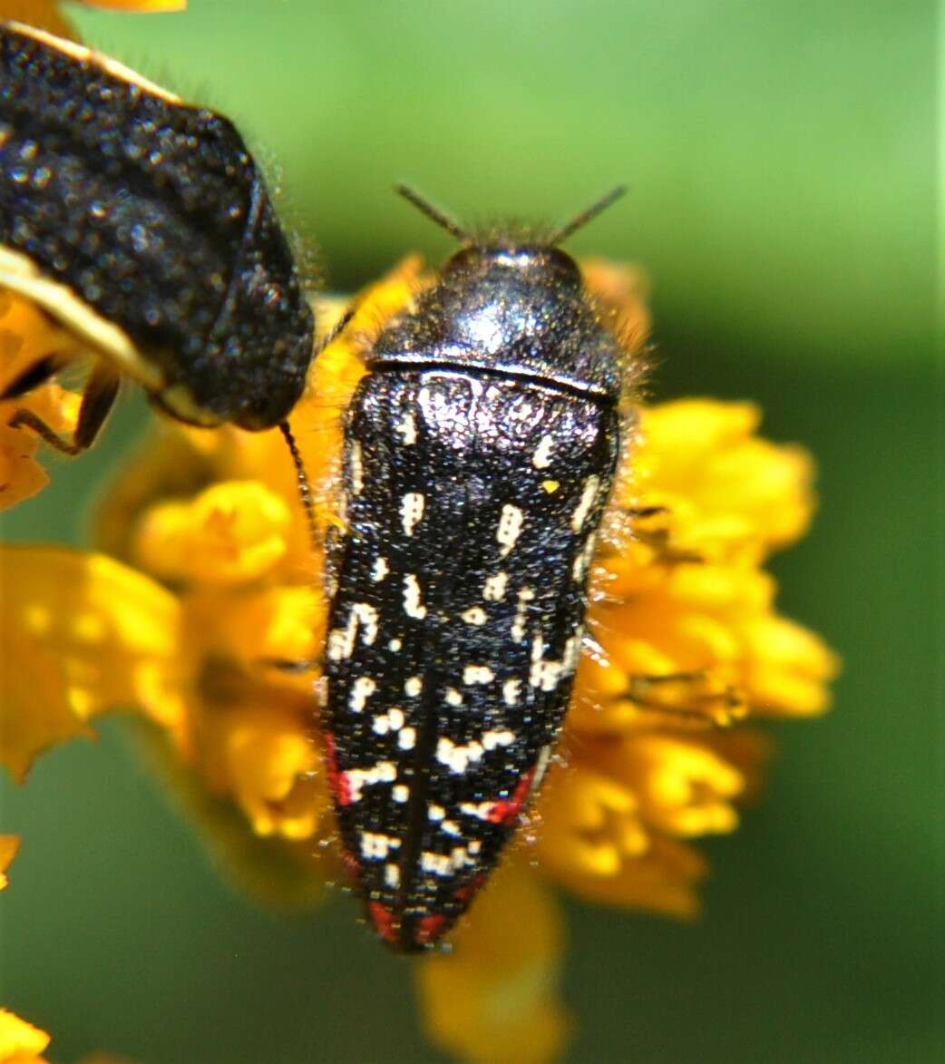 Image of Acmaeodera rubronotata Laporte & Gory 1835