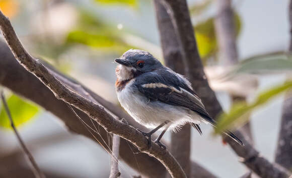 Imagem de Platysteira cyanea (Müller & Pls 1776)