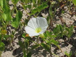 Image of beach morning-glory