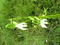 Image of Bog orchids