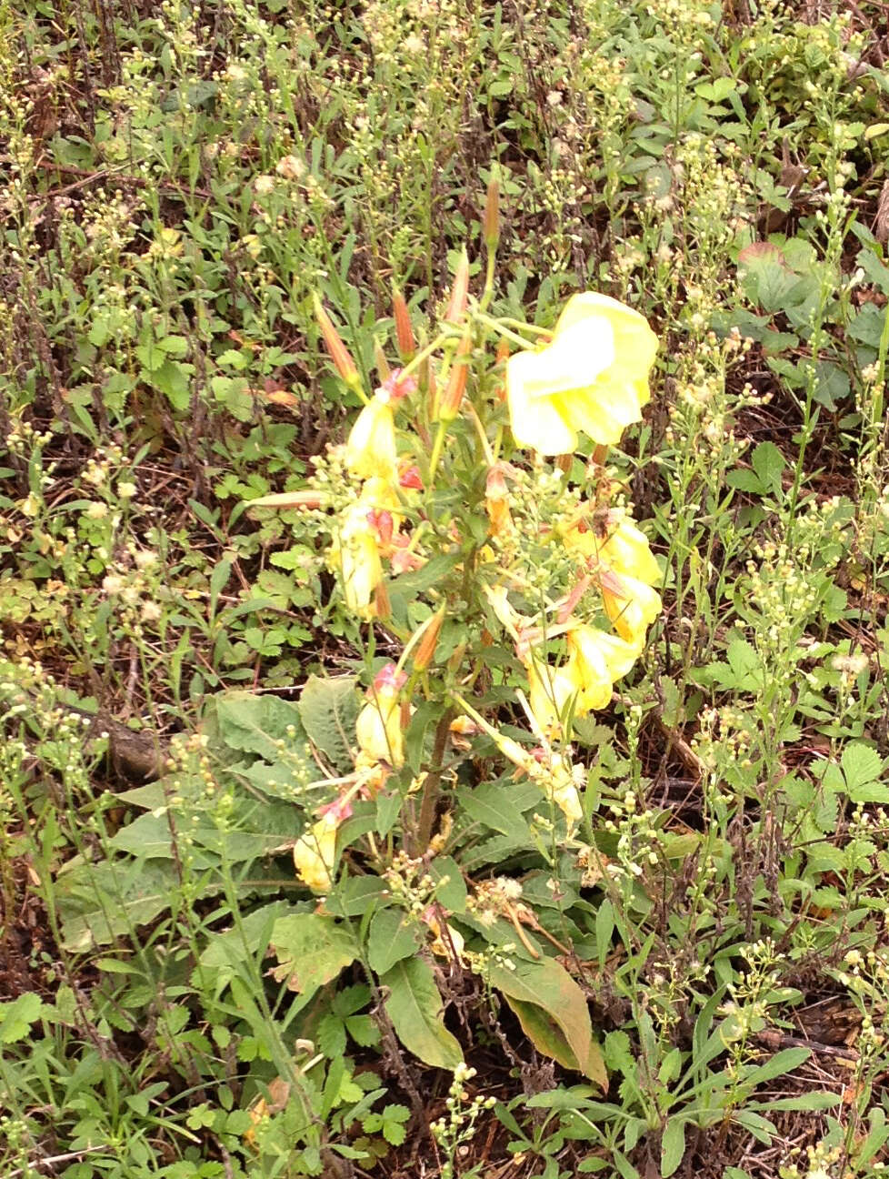 Imagem de Oenothera glazioviana M. Micheli