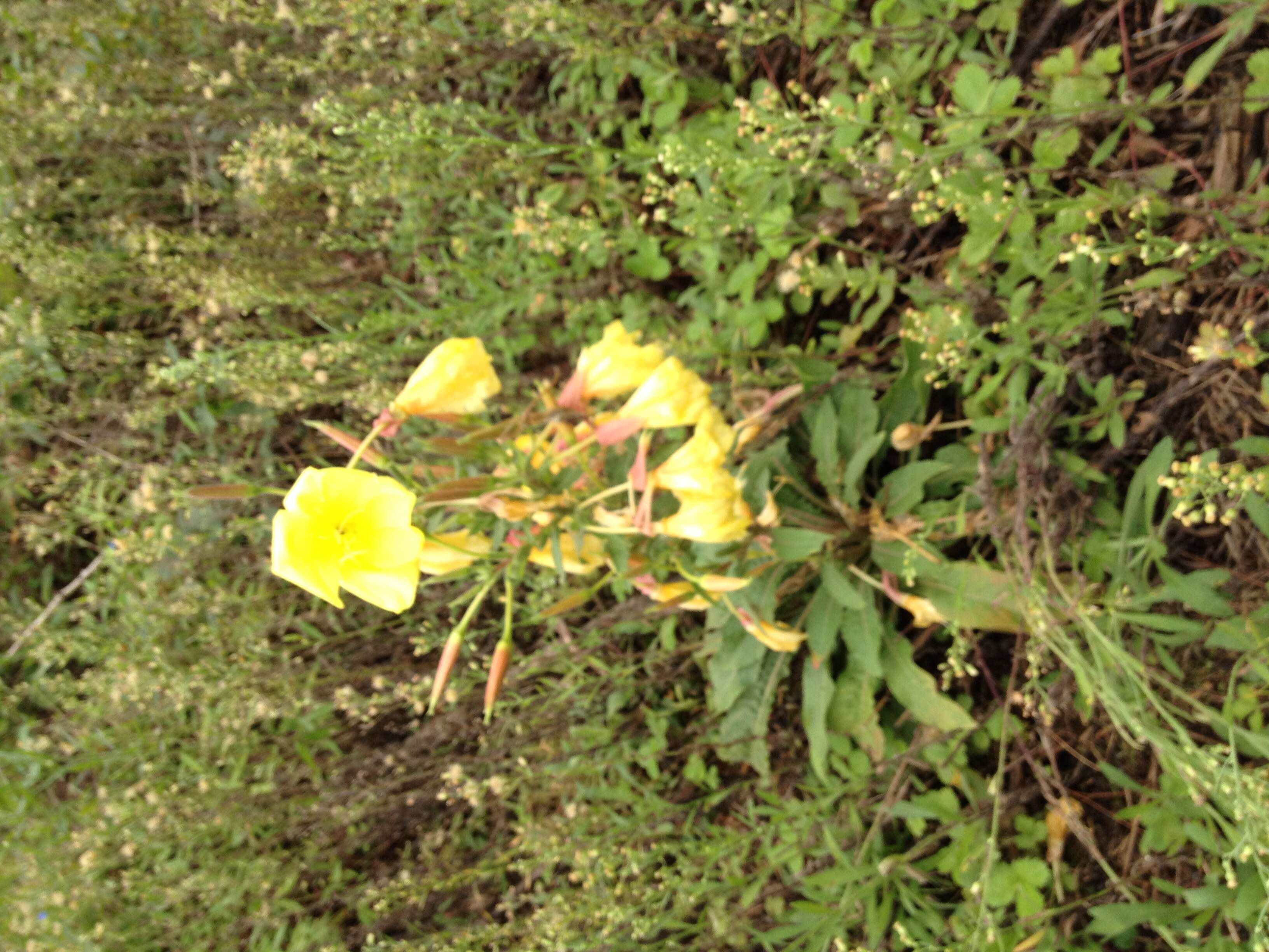 Imagem de Oenothera glazioviana M. Micheli