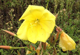 Imagem de Oenothera glazioviana M. Micheli