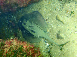 Image of Eastern Shovelnose Stingaree