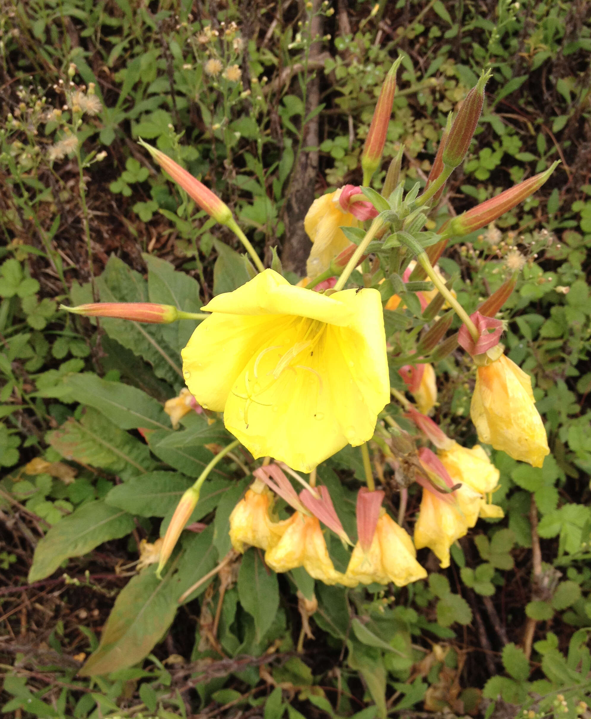 Imagem de Oenothera glazioviana M. Micheli