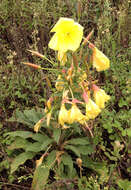 Imagem de Oenothera glazioviana M. Micheli