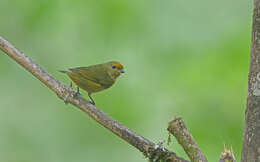 Image of Bronze-green Euphonia