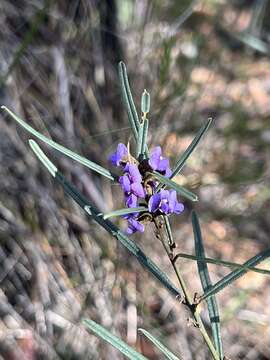 Image of Blue Bonnet