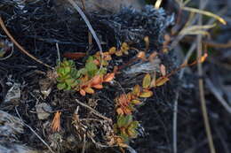 Image of Epilobium alsinoides subsp. atriplicifolium (A. Cunn.) Raven & Engelhorn