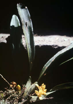 Image of Maxillaria rufescens Lindl.