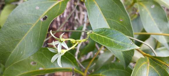 Image of Matelea belizensis (Lundell & Standl.) R. E. Woodson